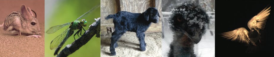 animal images