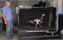 bird_on_treadmill.png