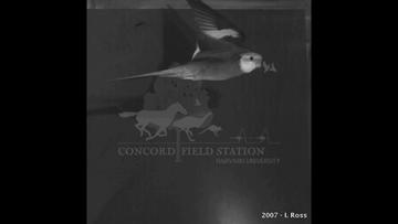cockatielwatermark.jpeg