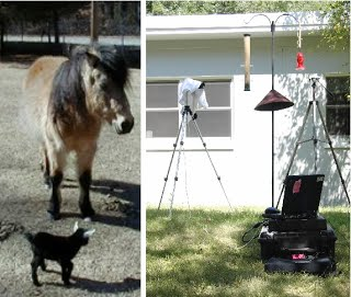 goat-pony-hummingbird_montage.png
